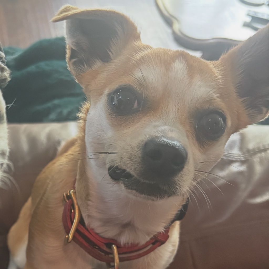 Jack